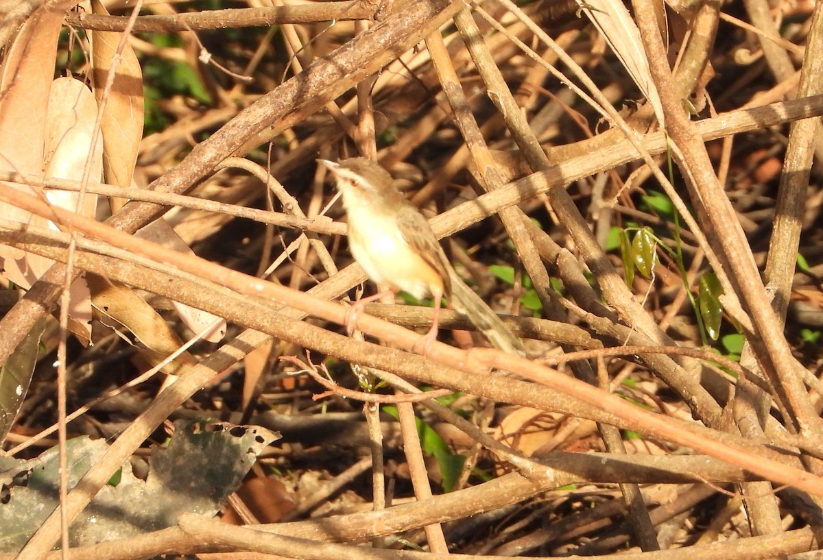 褐頭鷦鶯 - ML647886221