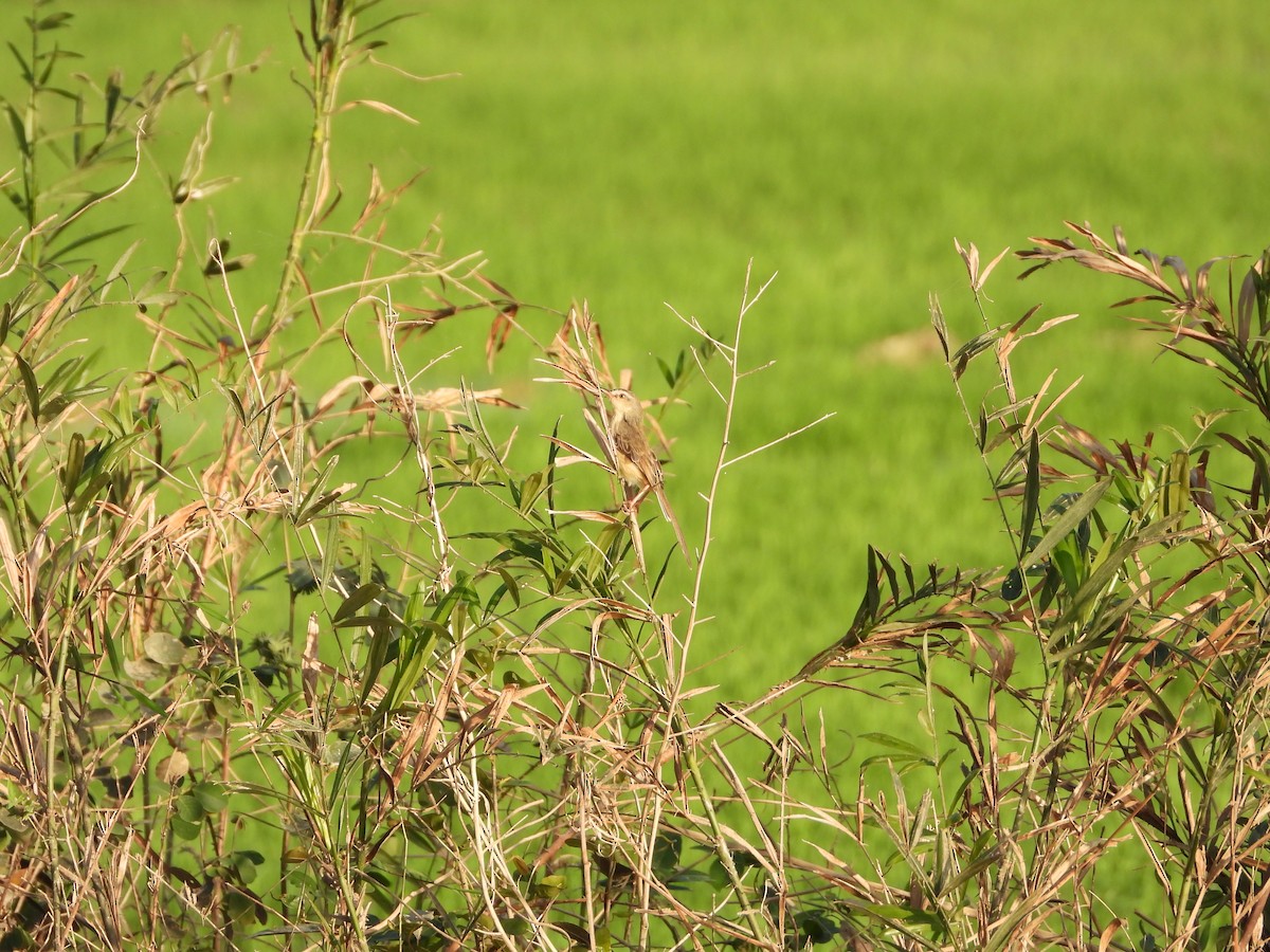 褐頭鷦鶯 - ML647886222