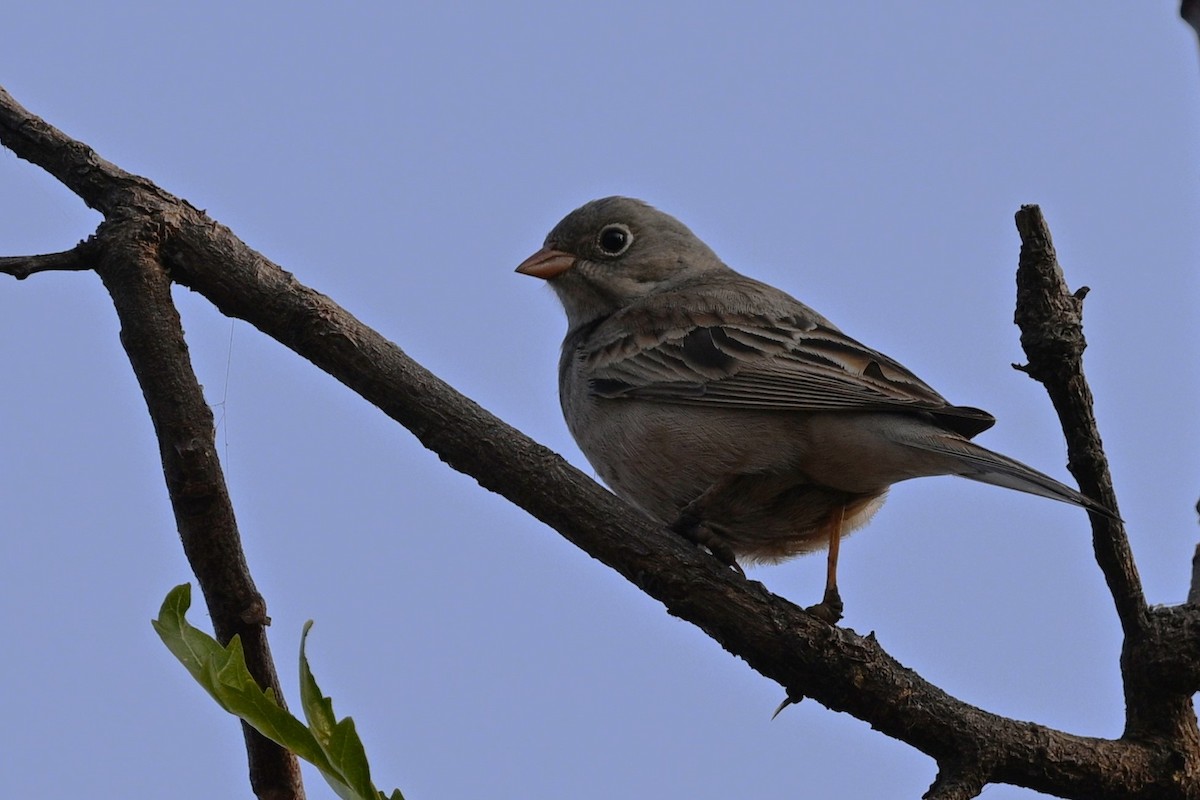 灰頸鵐 - ML647886223