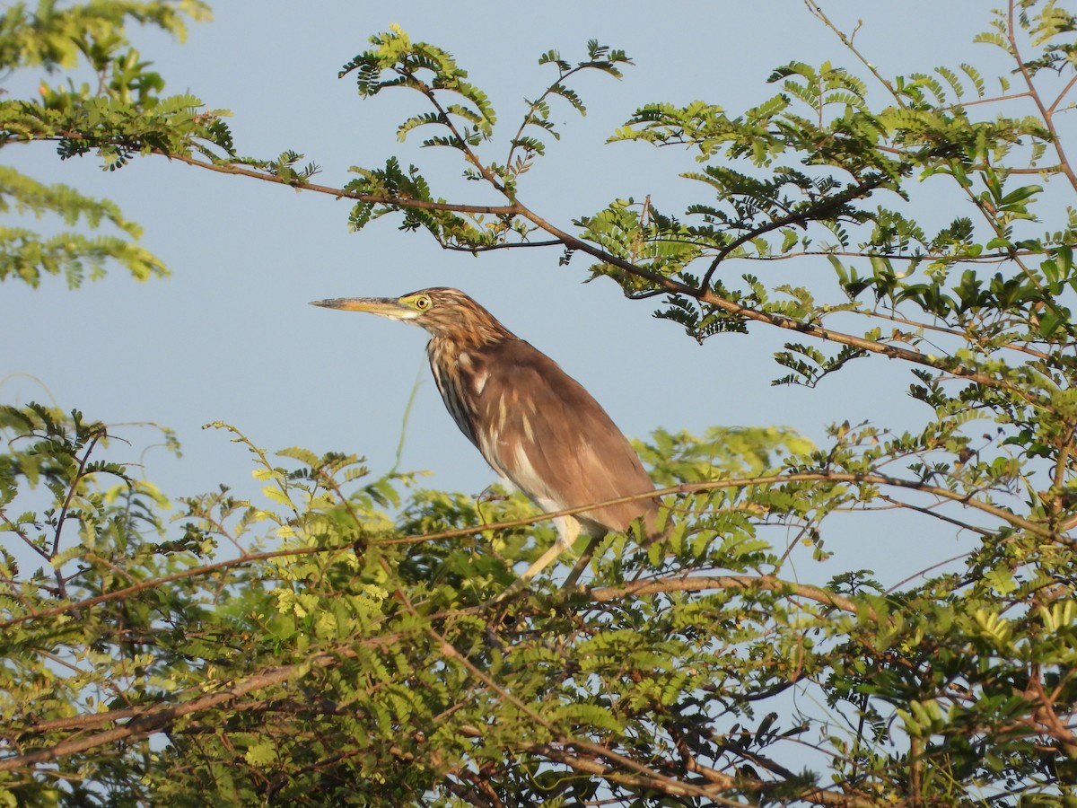 爪哇池鷺 - ML647886224