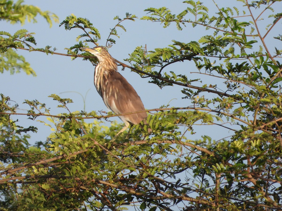 爪哇池鷺 - ML647886226