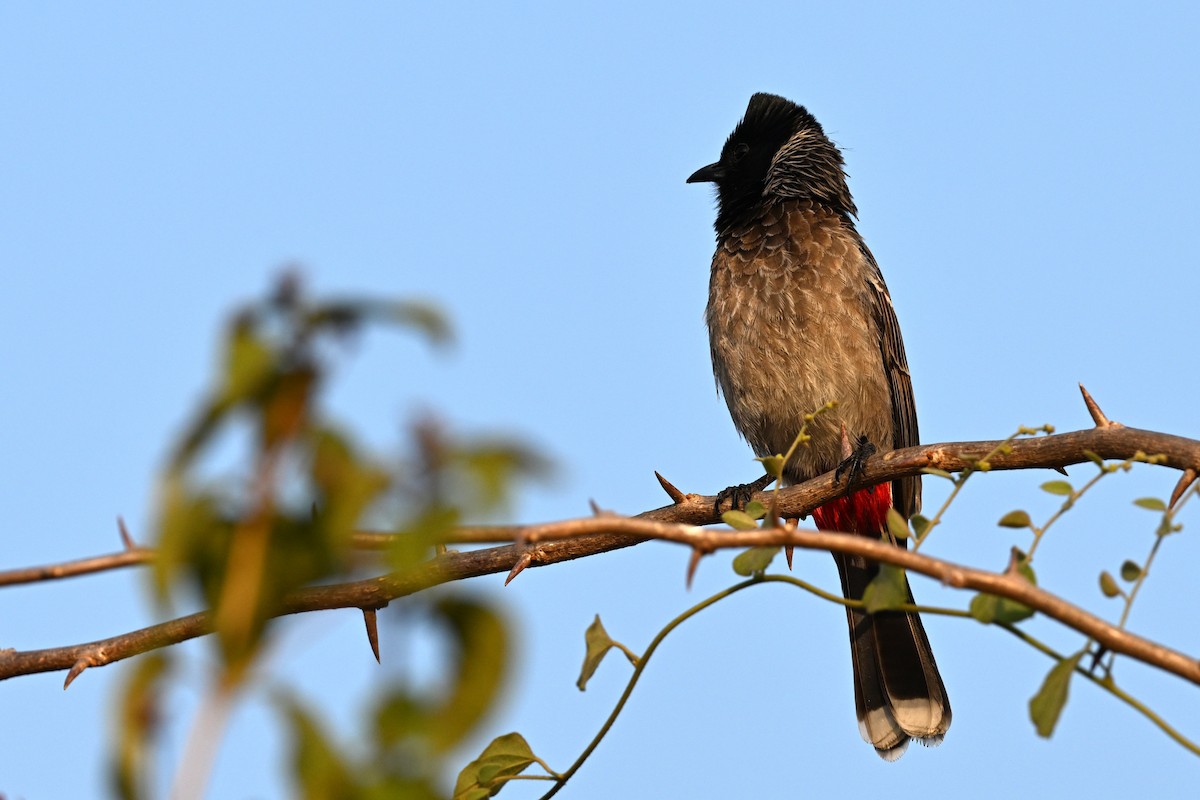 Red-vented Bulbul - ML647886227