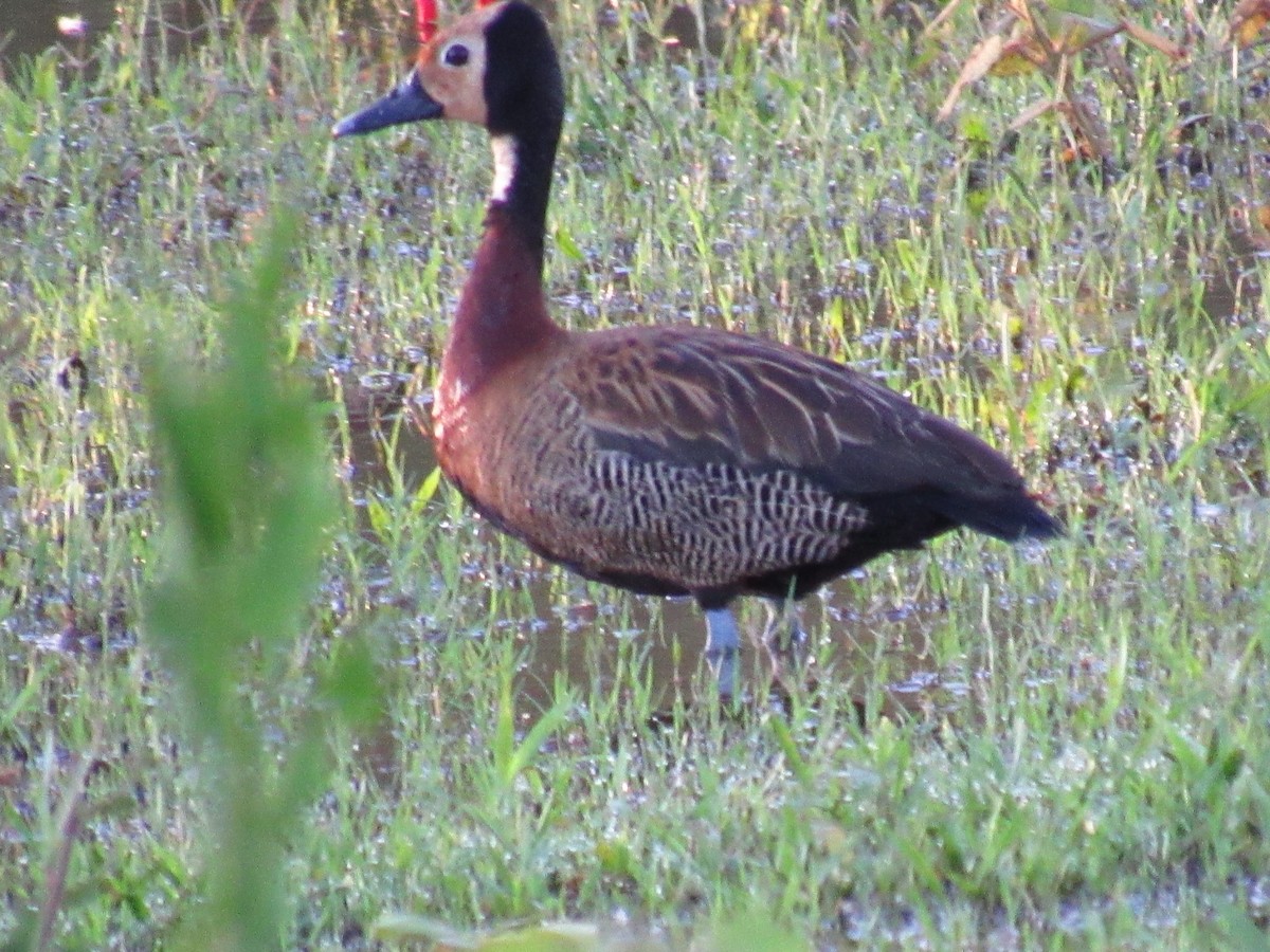 White-faced Whistling-Duck - ML647886228