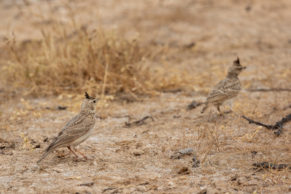 Crested Lark - ML647886229