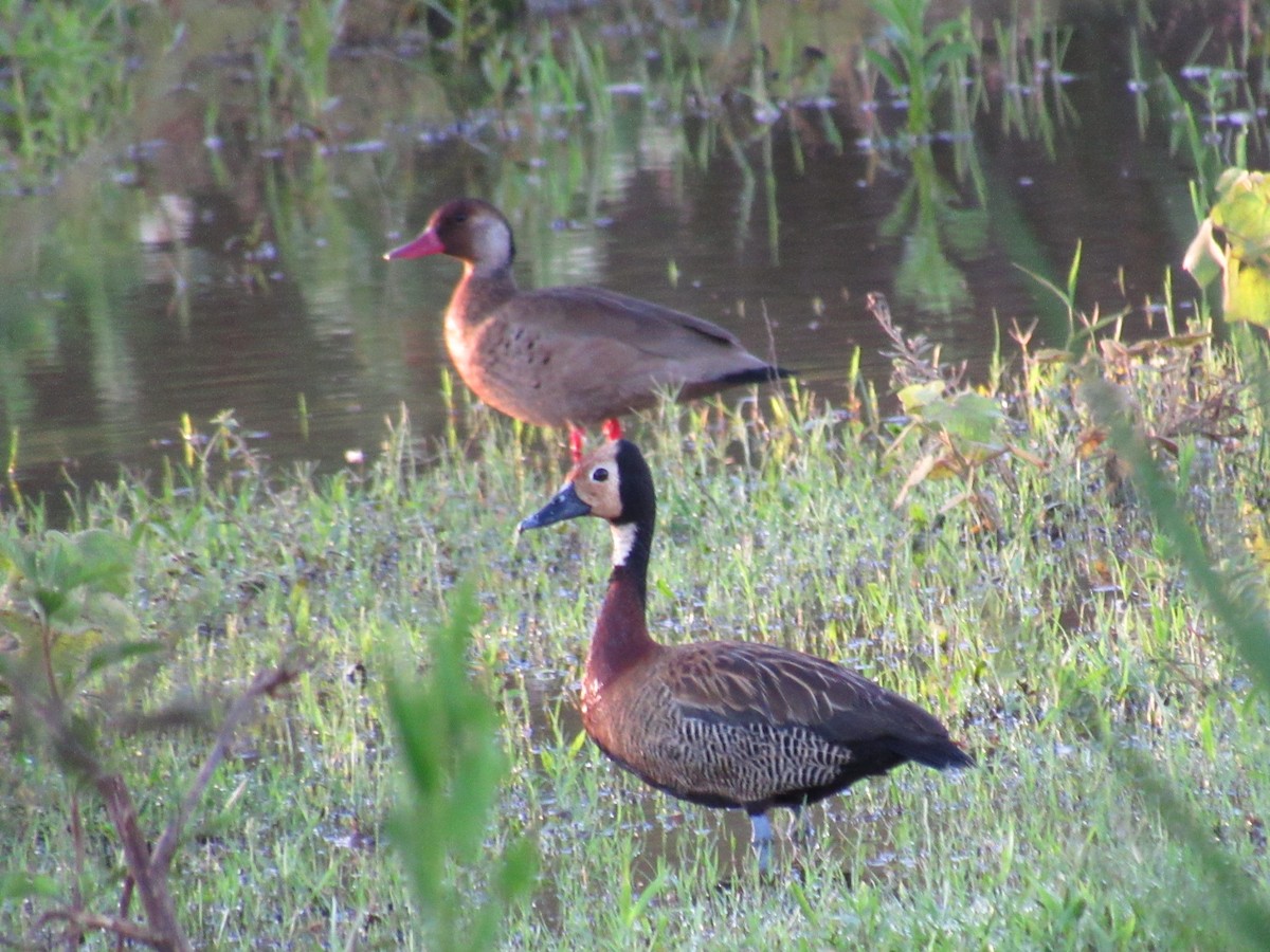 Brazilian Teal - ML647886250