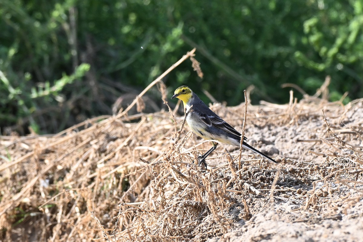 Citrine Wagtail - ML647886260