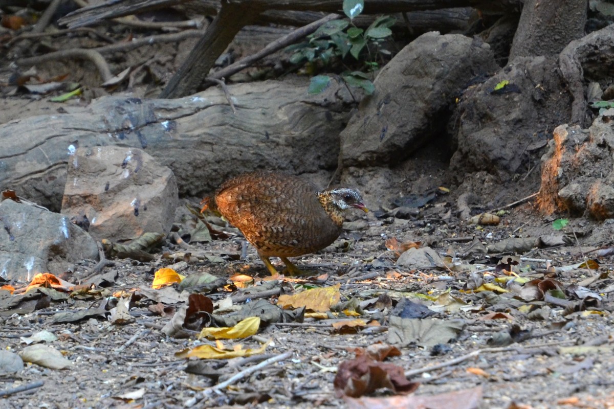 Scaly-breasted Partridge (Green-legged) - ML647886299