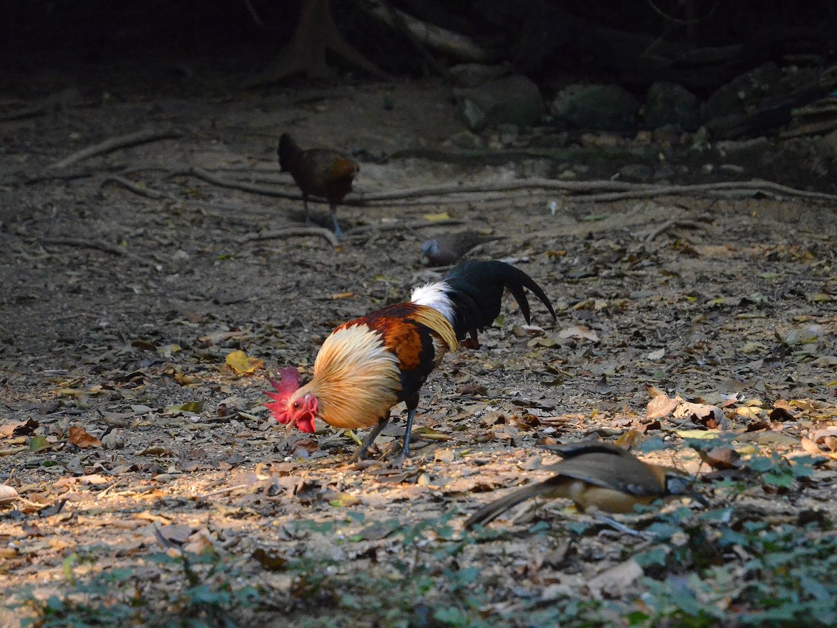 תרנגול בר - ML647886309