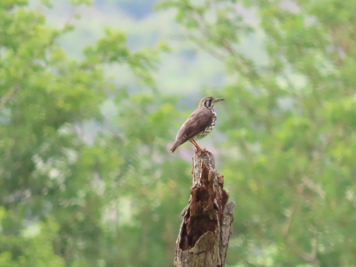 Groundscraper Thrush - ML647886363