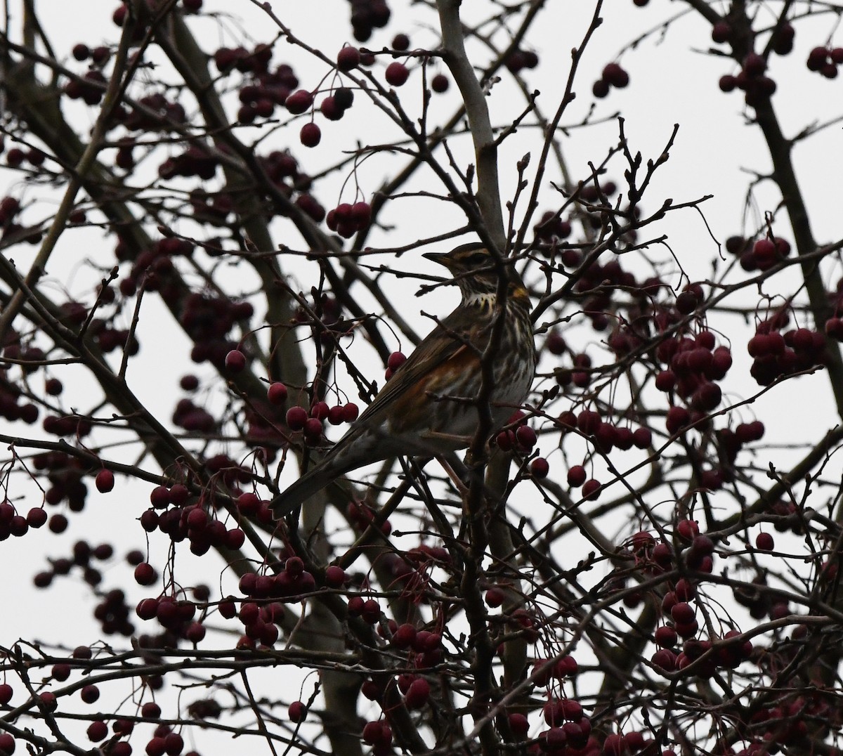 Redwing (Eurasian) - ML647886367