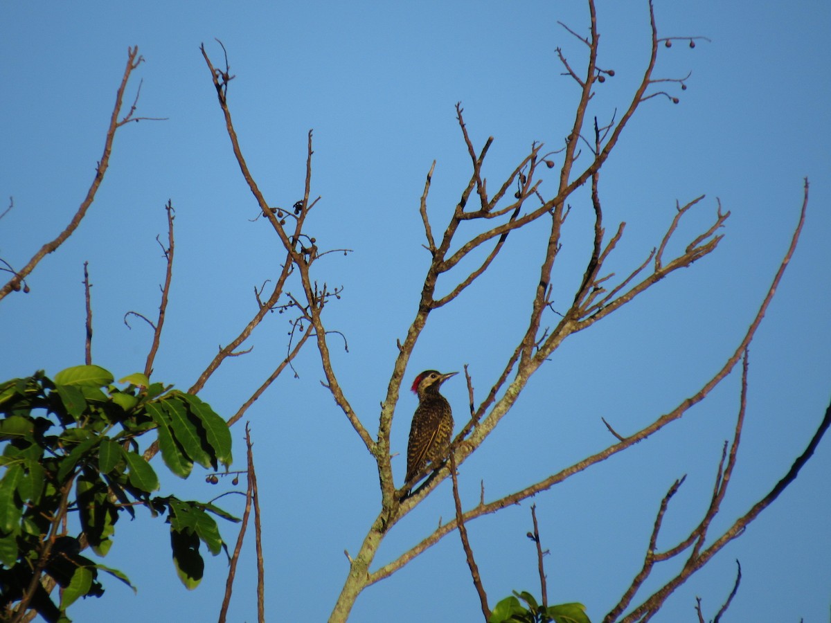 Декол плямистоволий - ML647886374