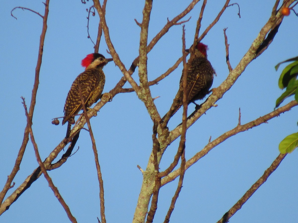 Декол плямистоволий - ML647886375