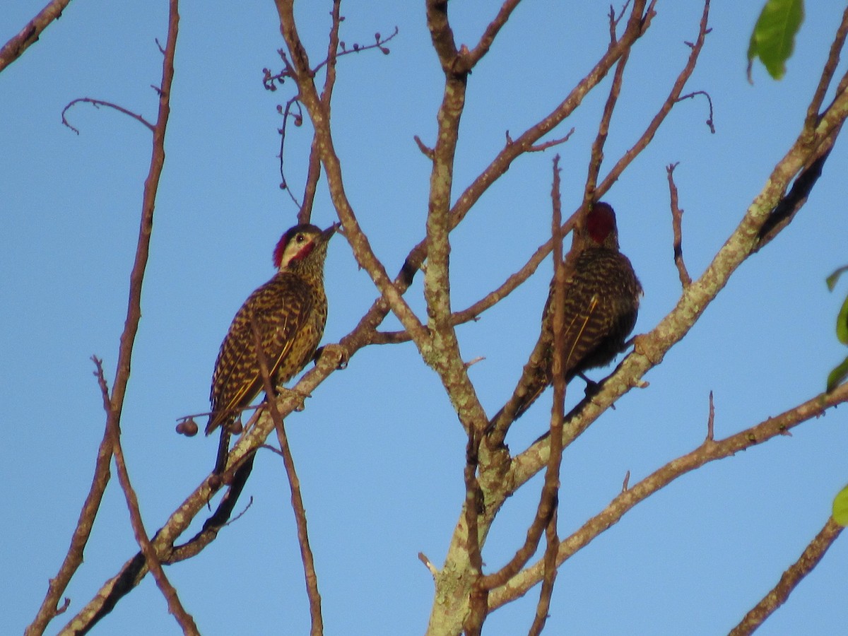 Декол плямистоволий - ML647886376