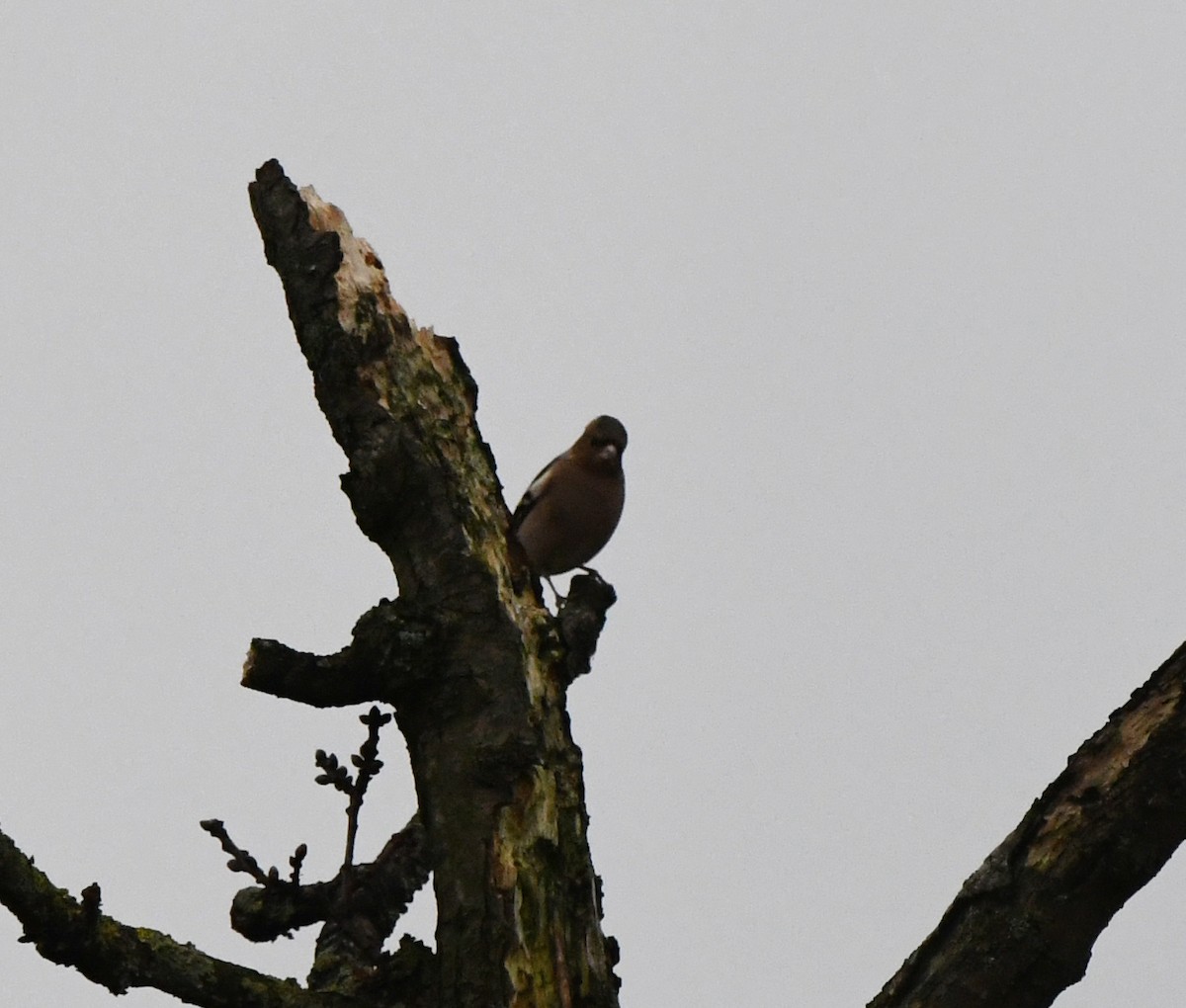 Common Chaffinch - ML647886380