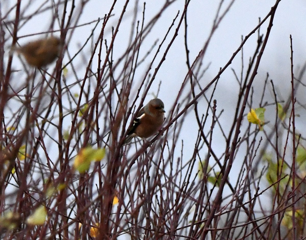 Common Chaffinch - ML647886381