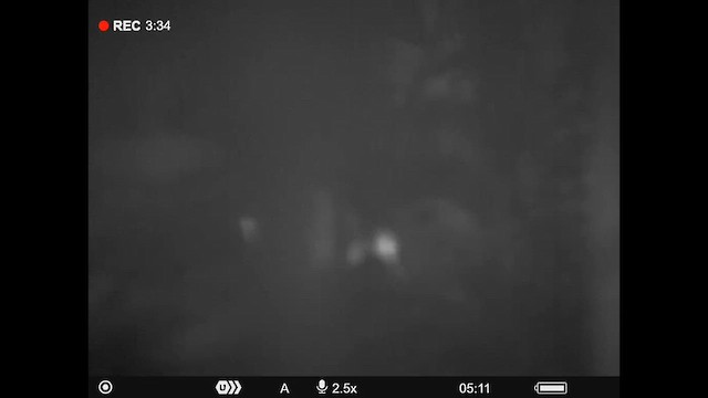 Little Spotted Kiwi - ML647886392