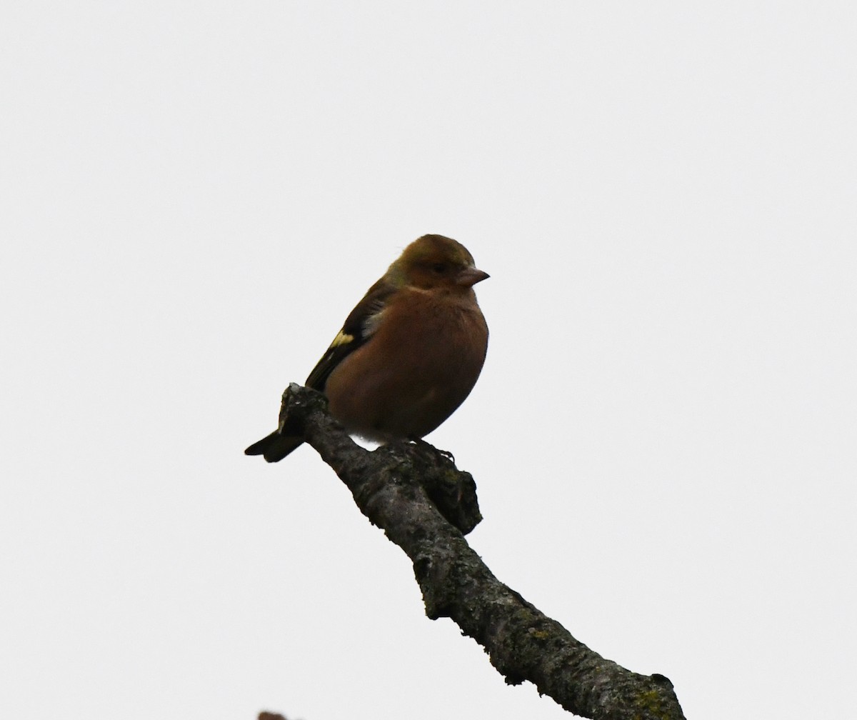 Common Chaffinch - ML647886393