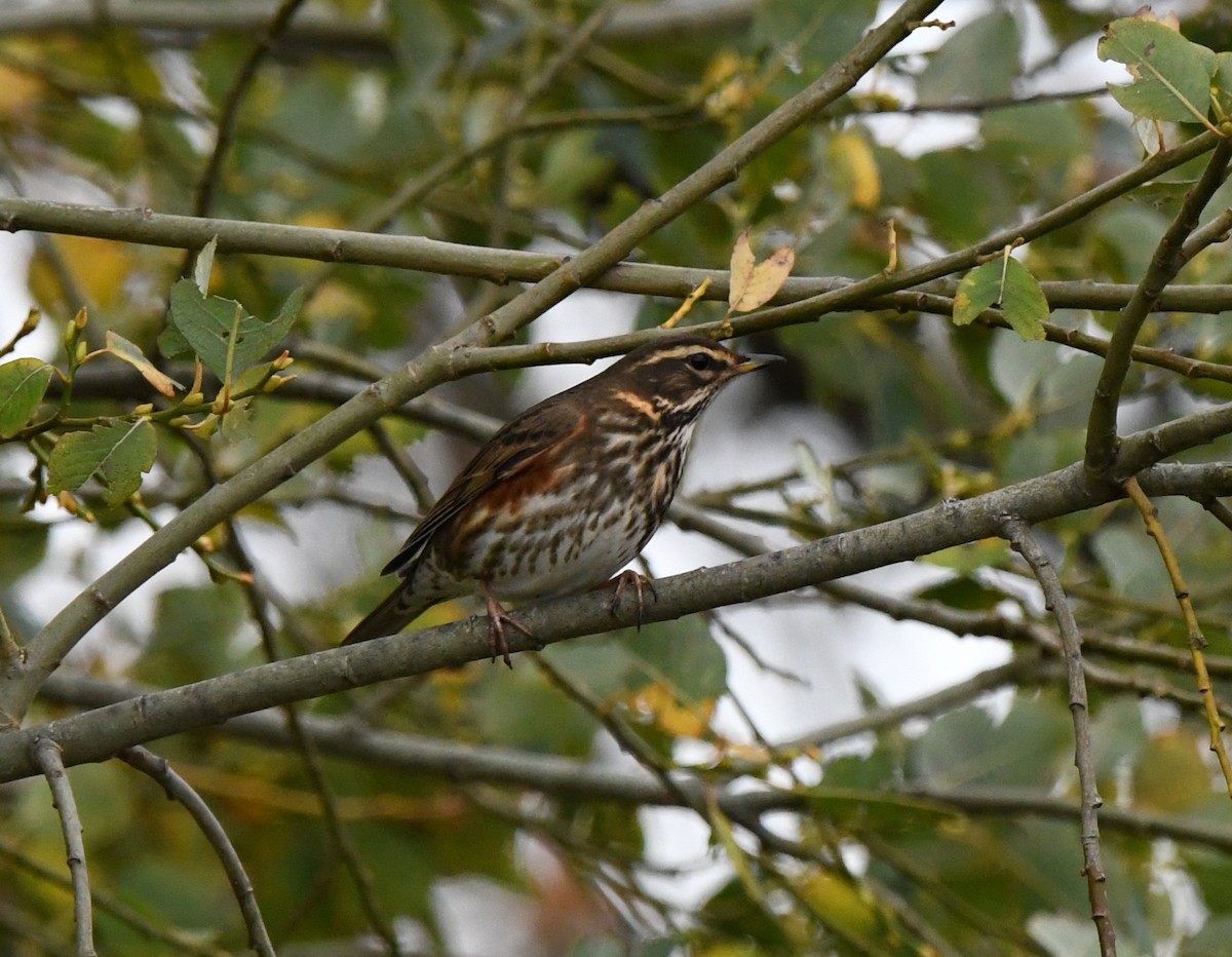 Redwing (Eurasian) - ML647886400