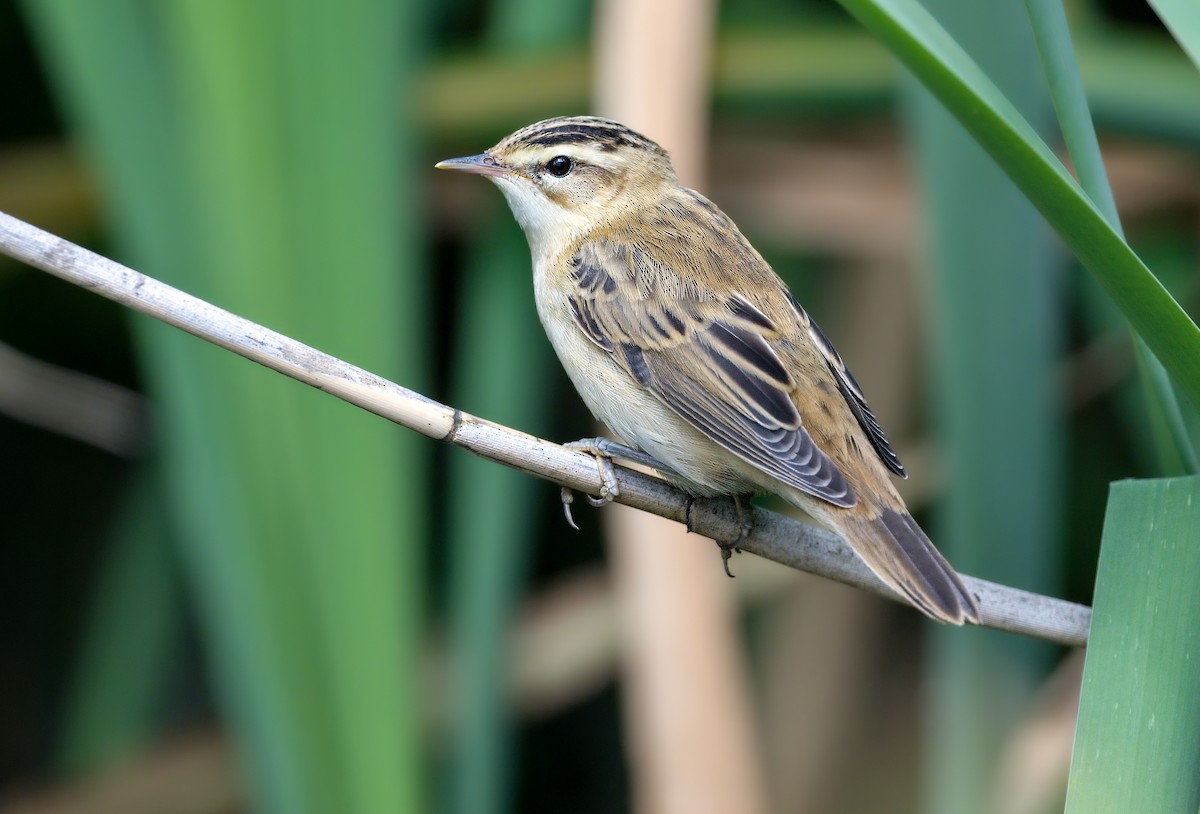 スゲヨシキリ - ML647886401