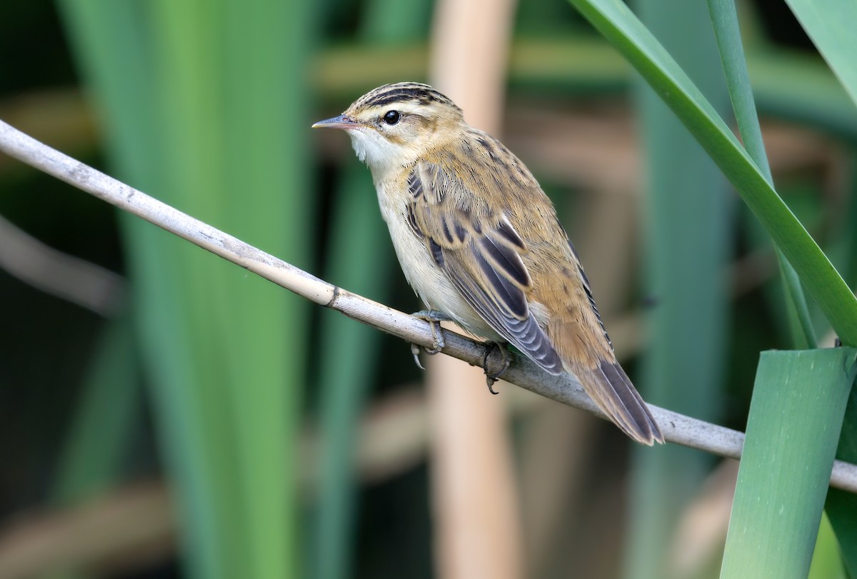 スゲヨシキリ - ML647886402