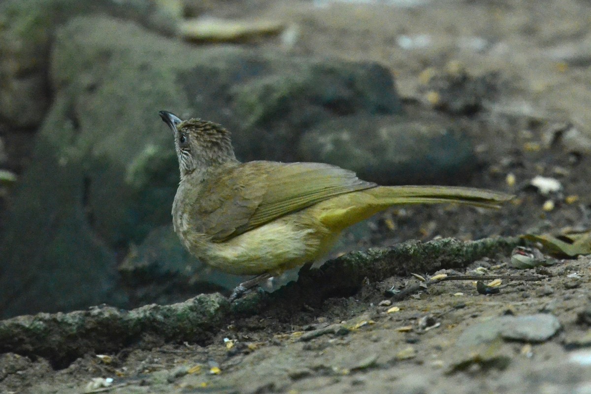 ミミスジヒヨドリ - ML647886403