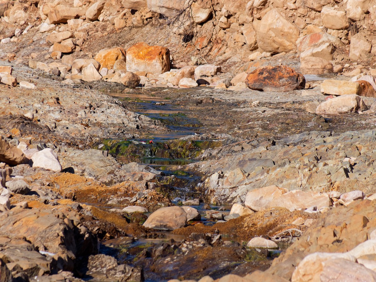 クサシギ - ML647886404