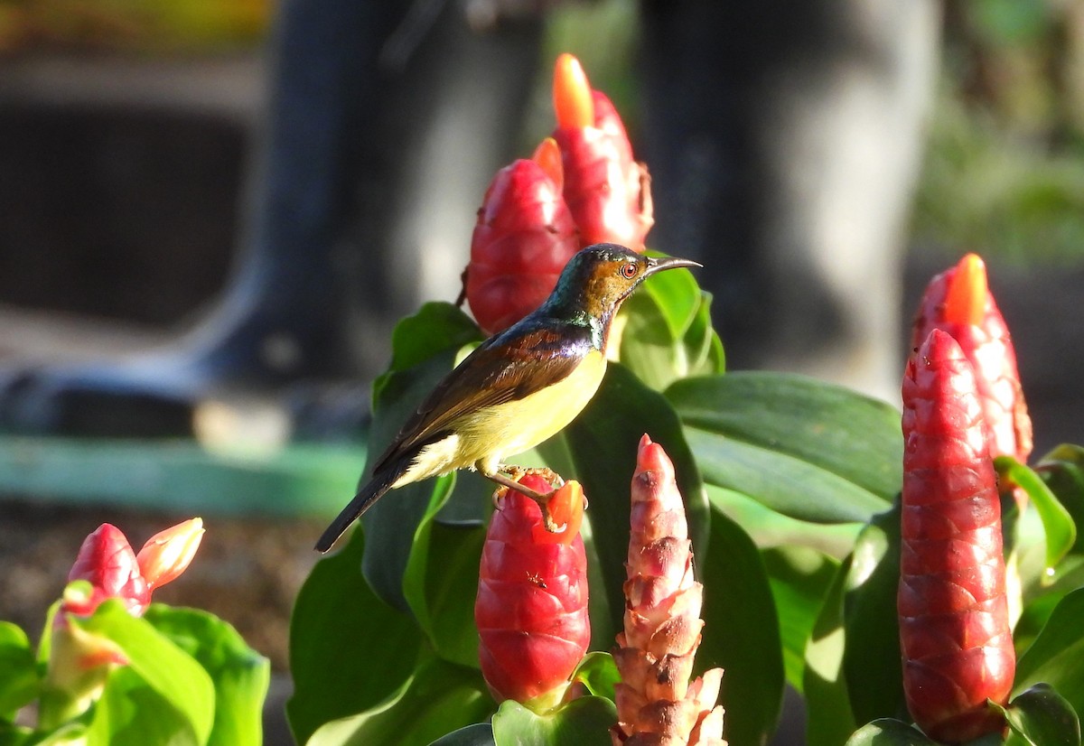 Brown-throated Sunbird - ML647886405