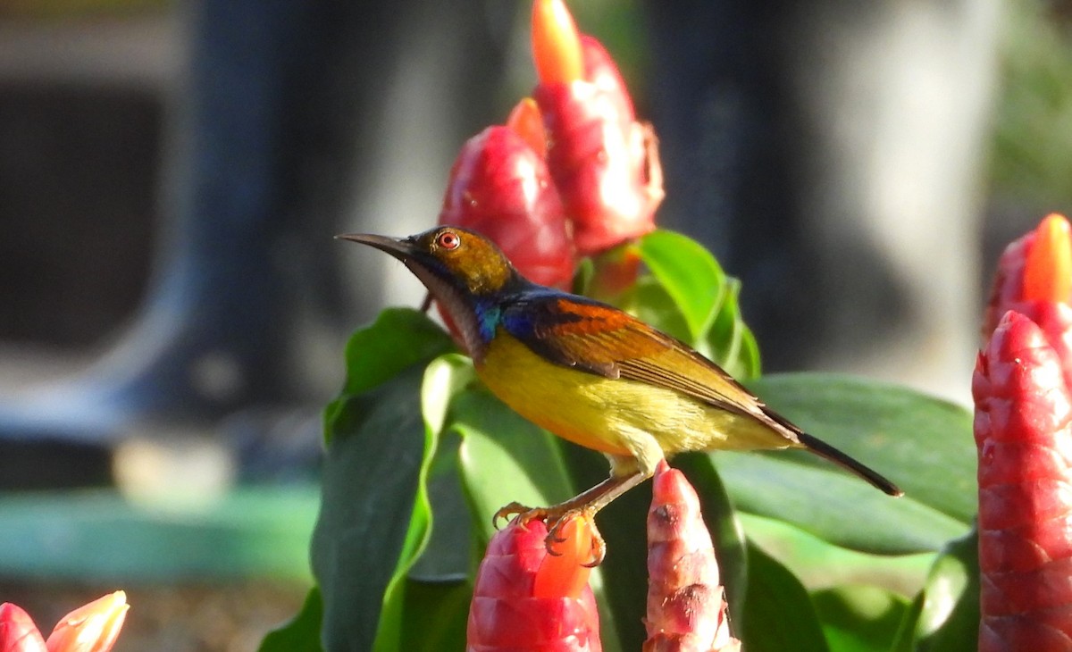 Brown-throated Sunbird - ML647886406