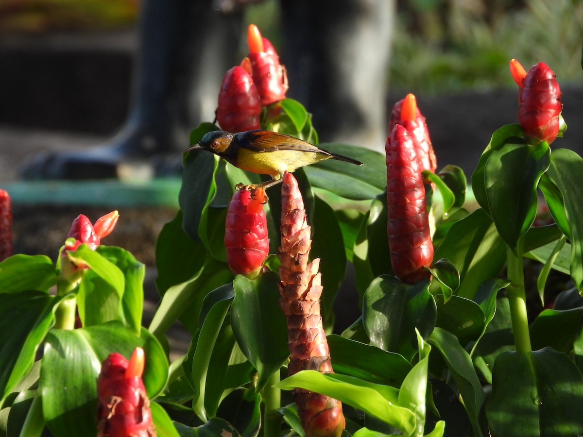 Brown-throated Sunbird - ML647886409