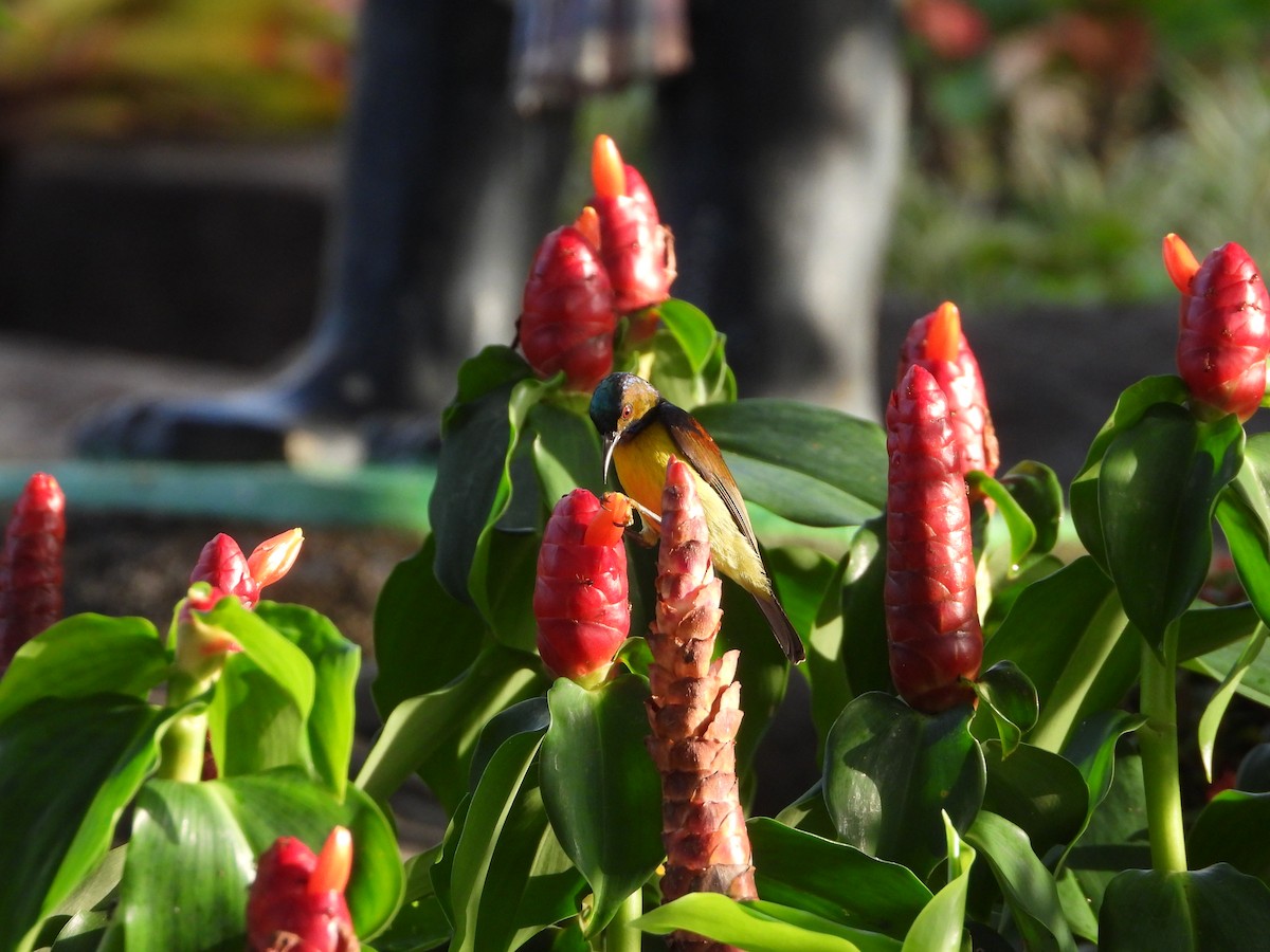 Brown-throated Sunbird - ML647886410