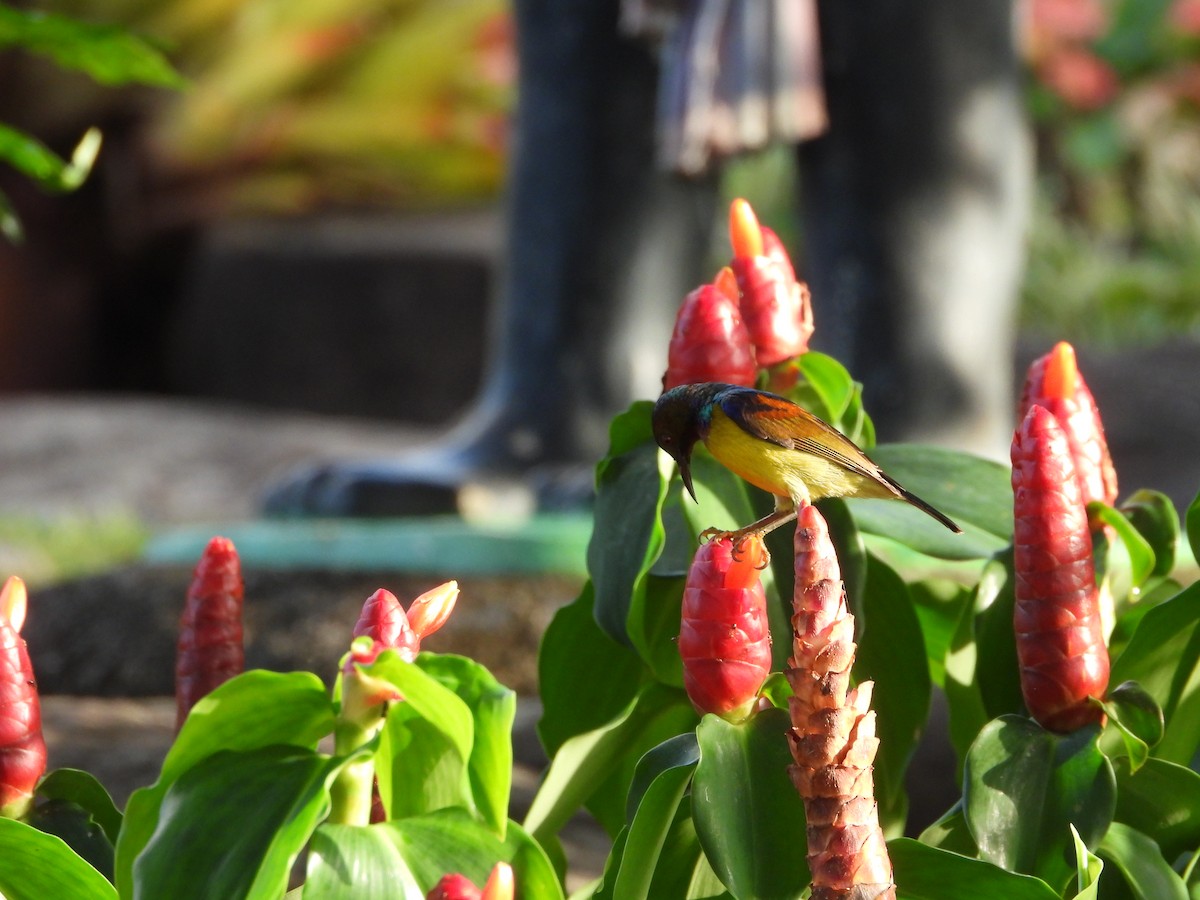 Brown-throated Sunbird - ML647886411