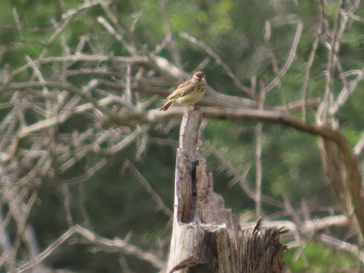 ハヤシヤブヒバリ - ML647886412