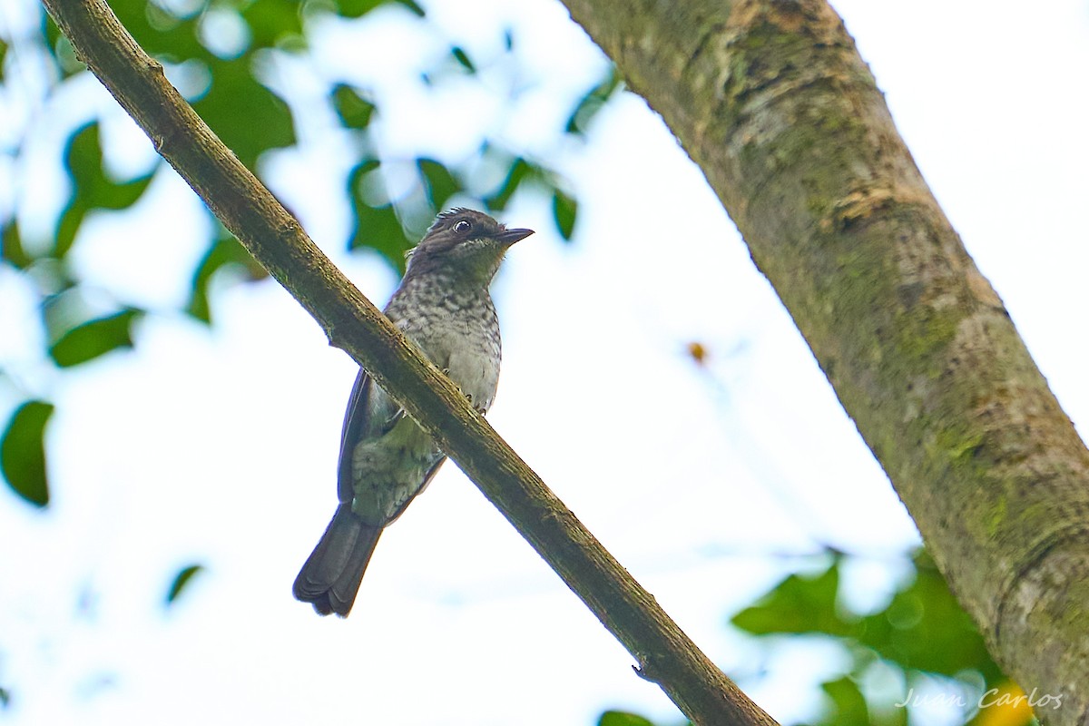 モリヒタキ（prosphora／kelsalli） - ML647886413