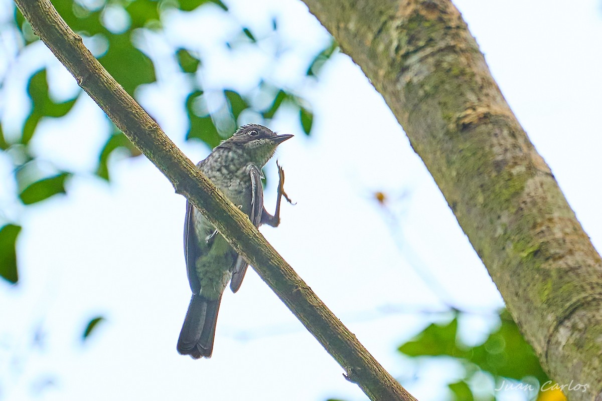 モリヒタキ（prosphora／kelsalli） - ML647886414