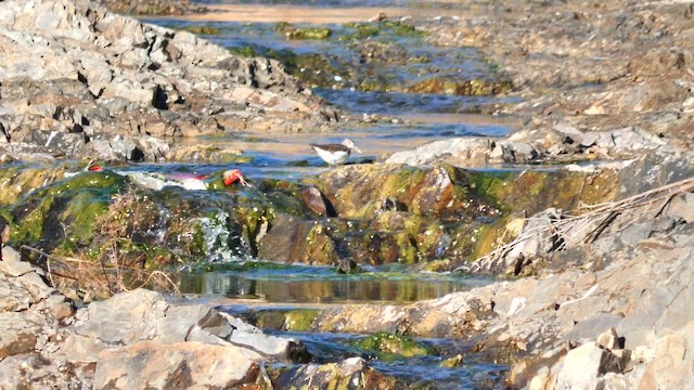 クサシギ - ML647886415