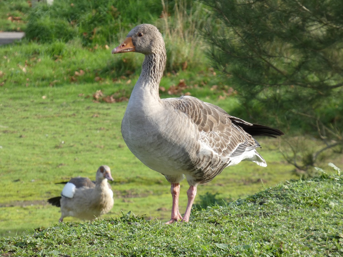 ハイイロガン - ML647886416