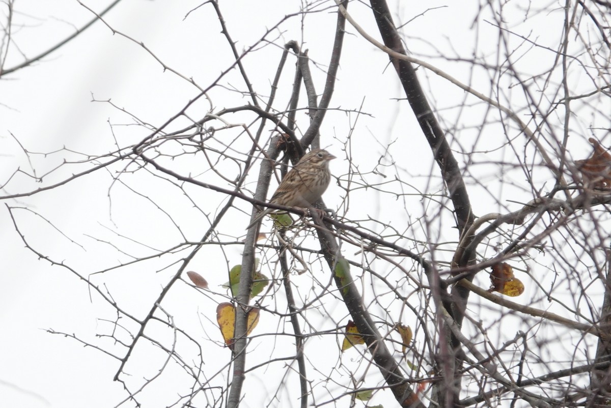 オジロヒメドリ - ML647886417