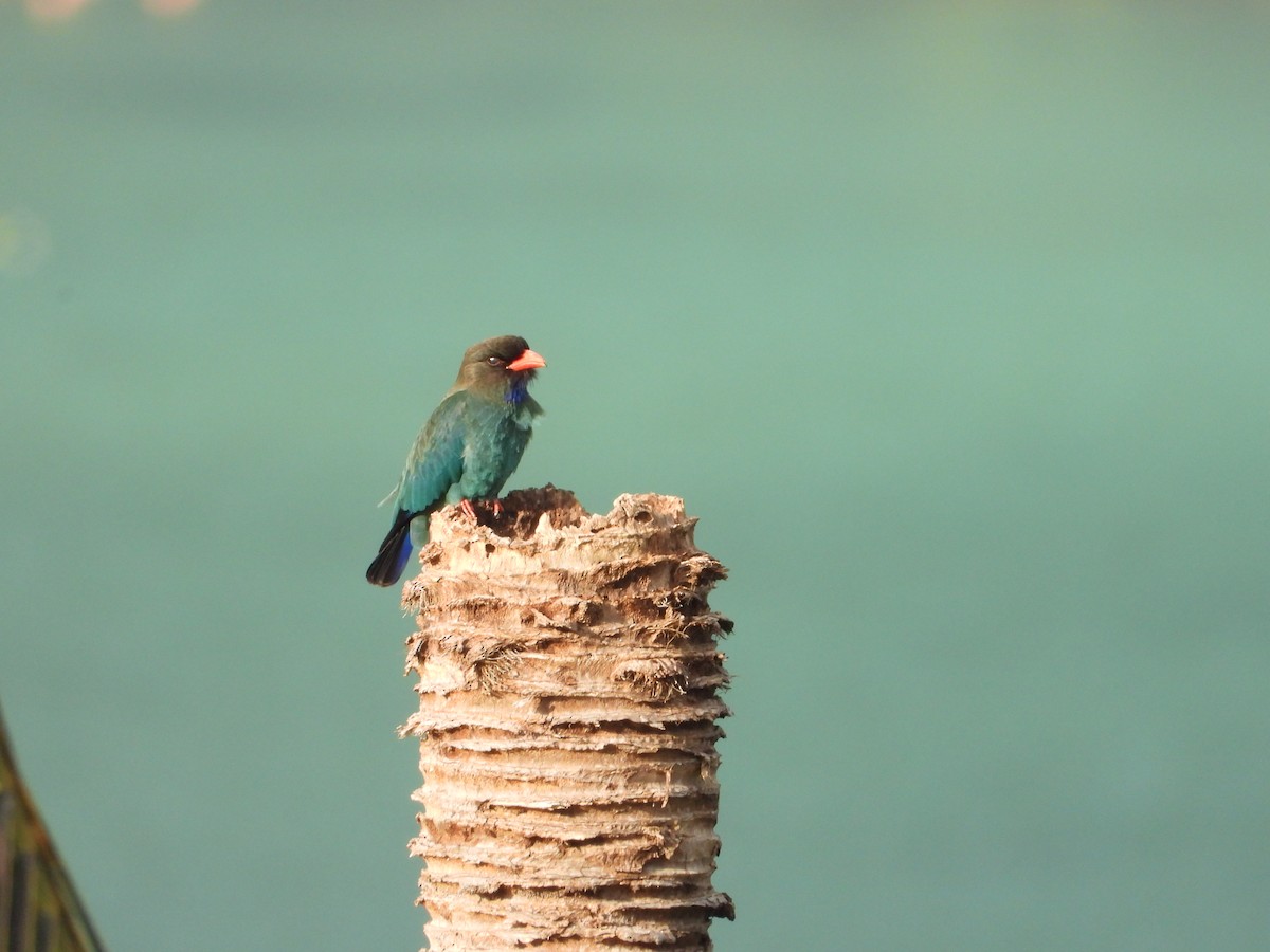 ブッポウソウ - ML647886418