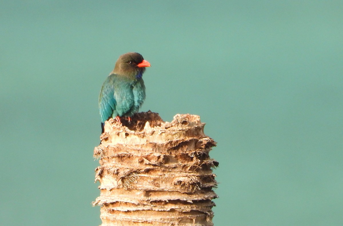 ブッポウソウ - ML647886419