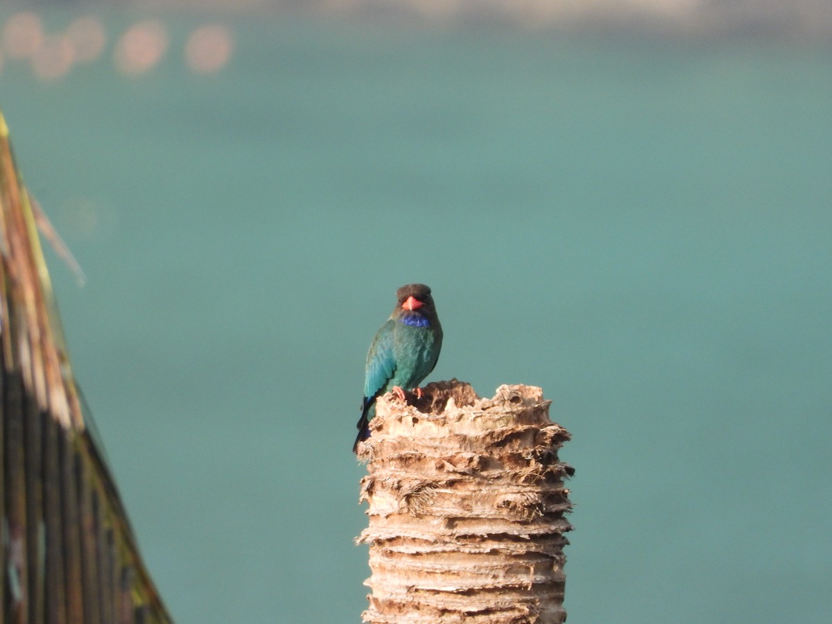 ブッポウソウ - ML647886420