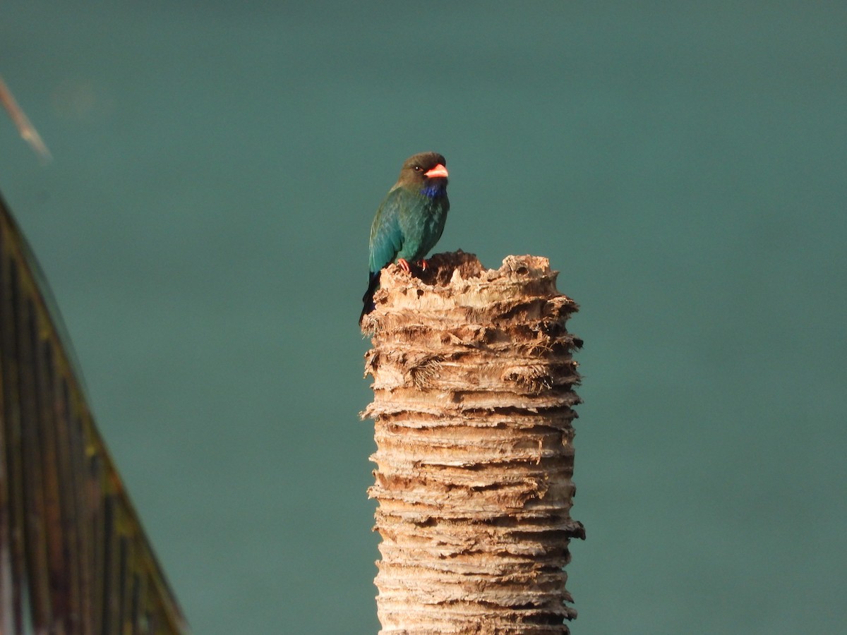 ブッポウソウ - ML647886421