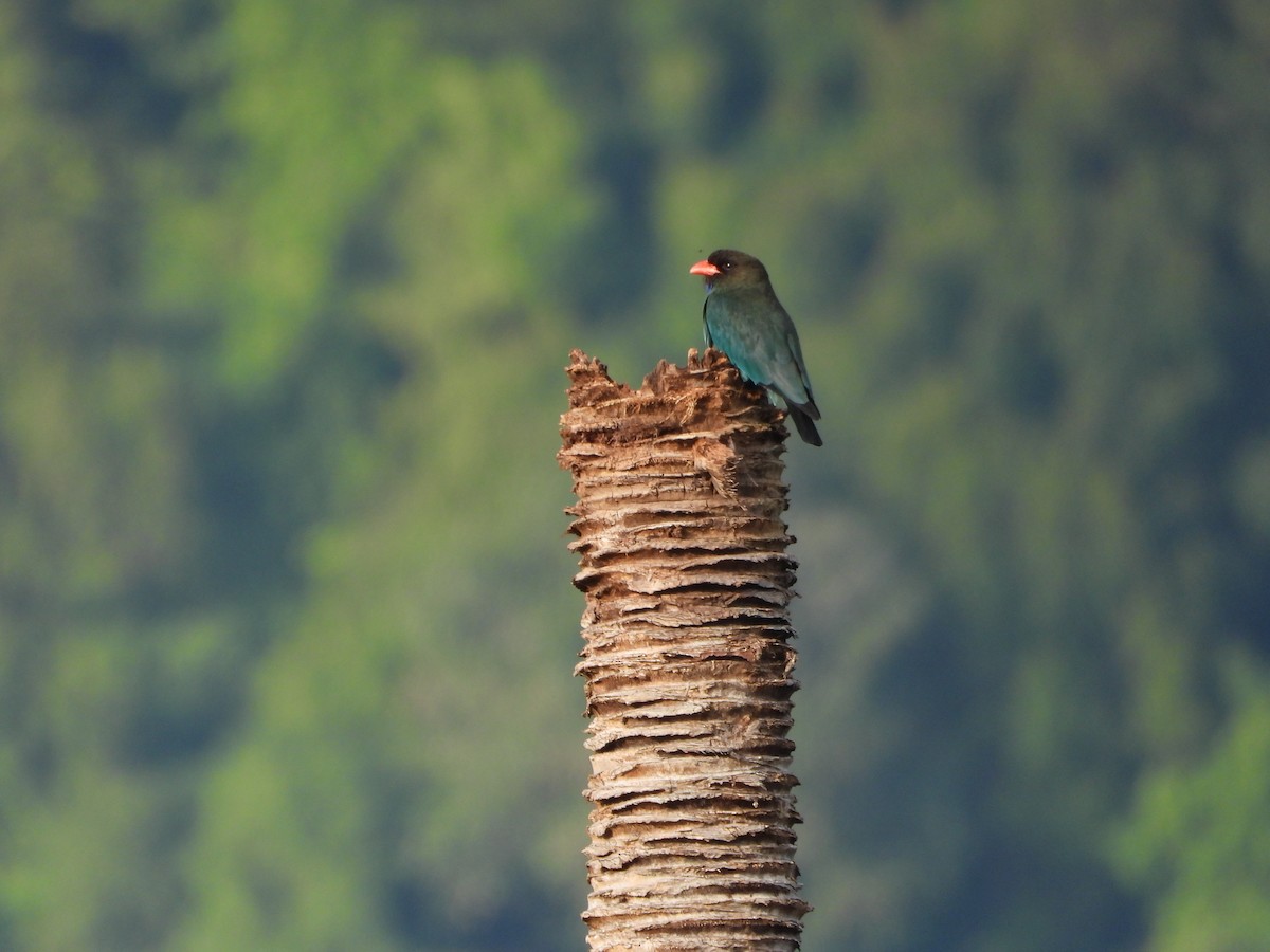 ブッポウソウ - ML647886422