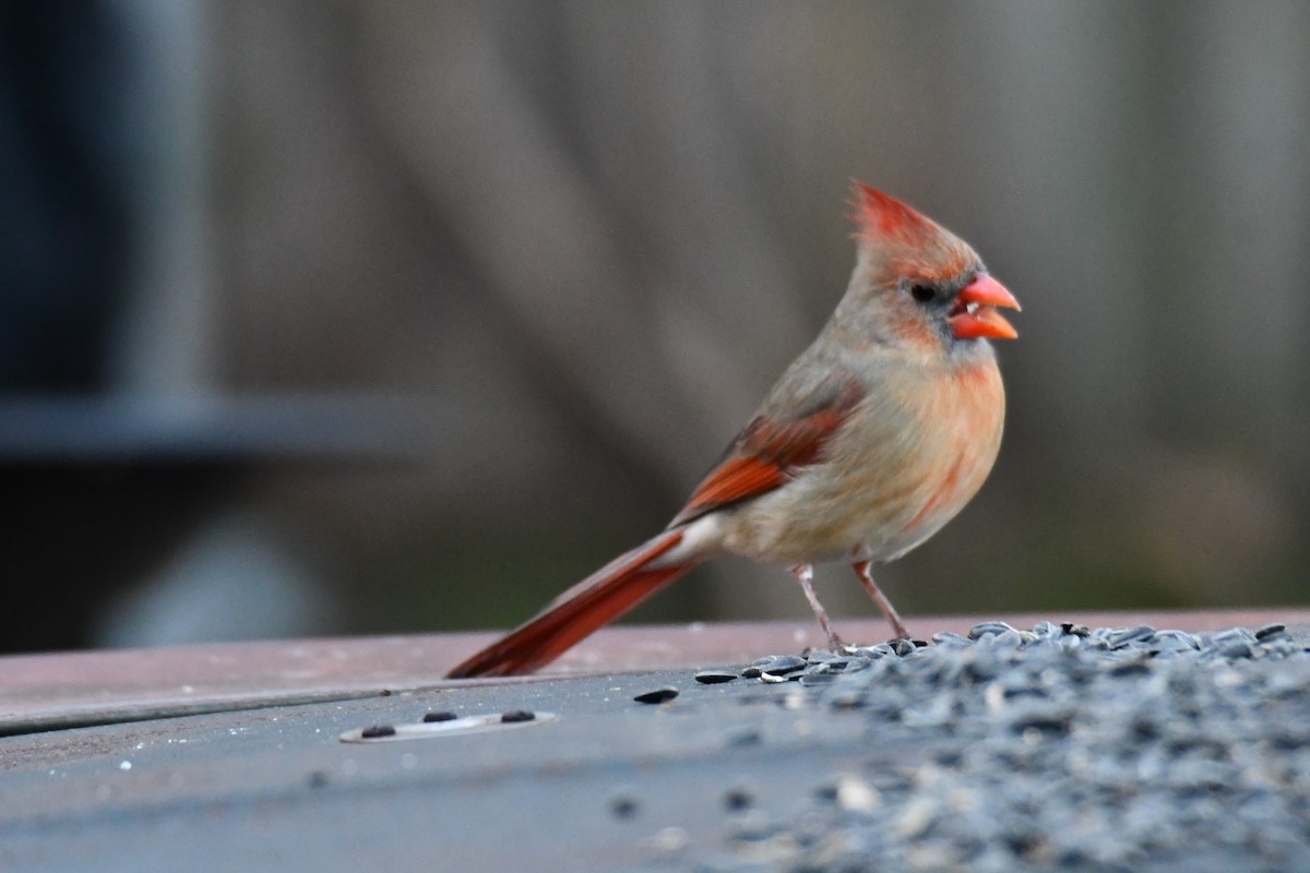 ショウジョウコウカンチョウ - ML647886423