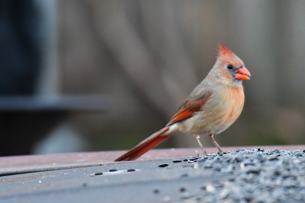 ショウジョウコウカンチョウ - ML647886424