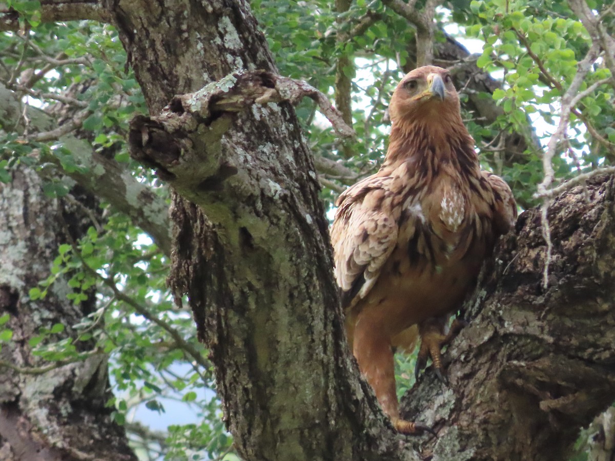 アフリカソウゲンワシ - ML647886425