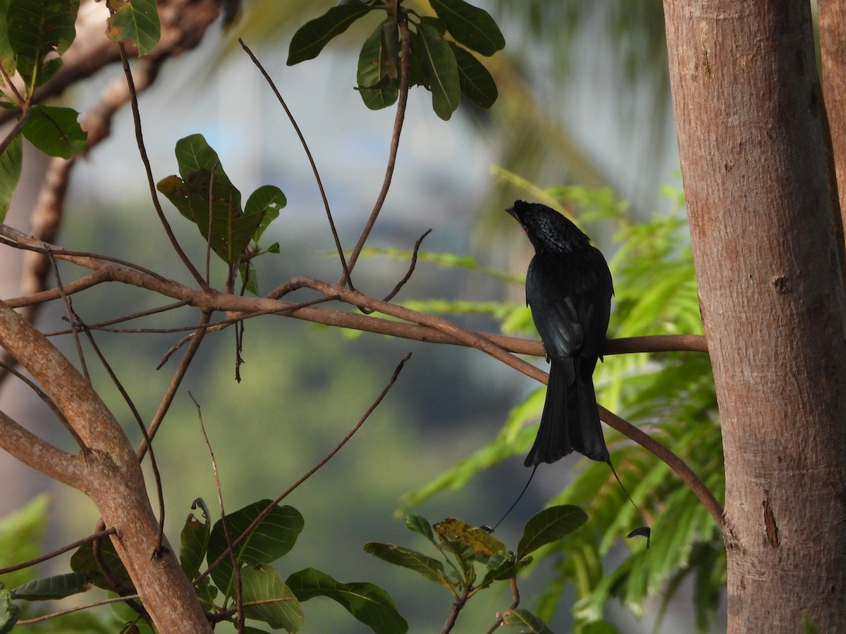 カザリオウチュウ - ML647886426