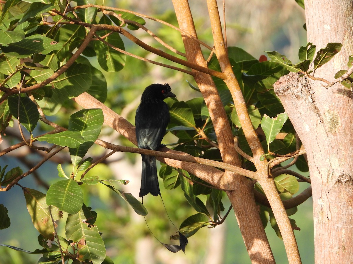 カザリオウチュウ - ML647886427