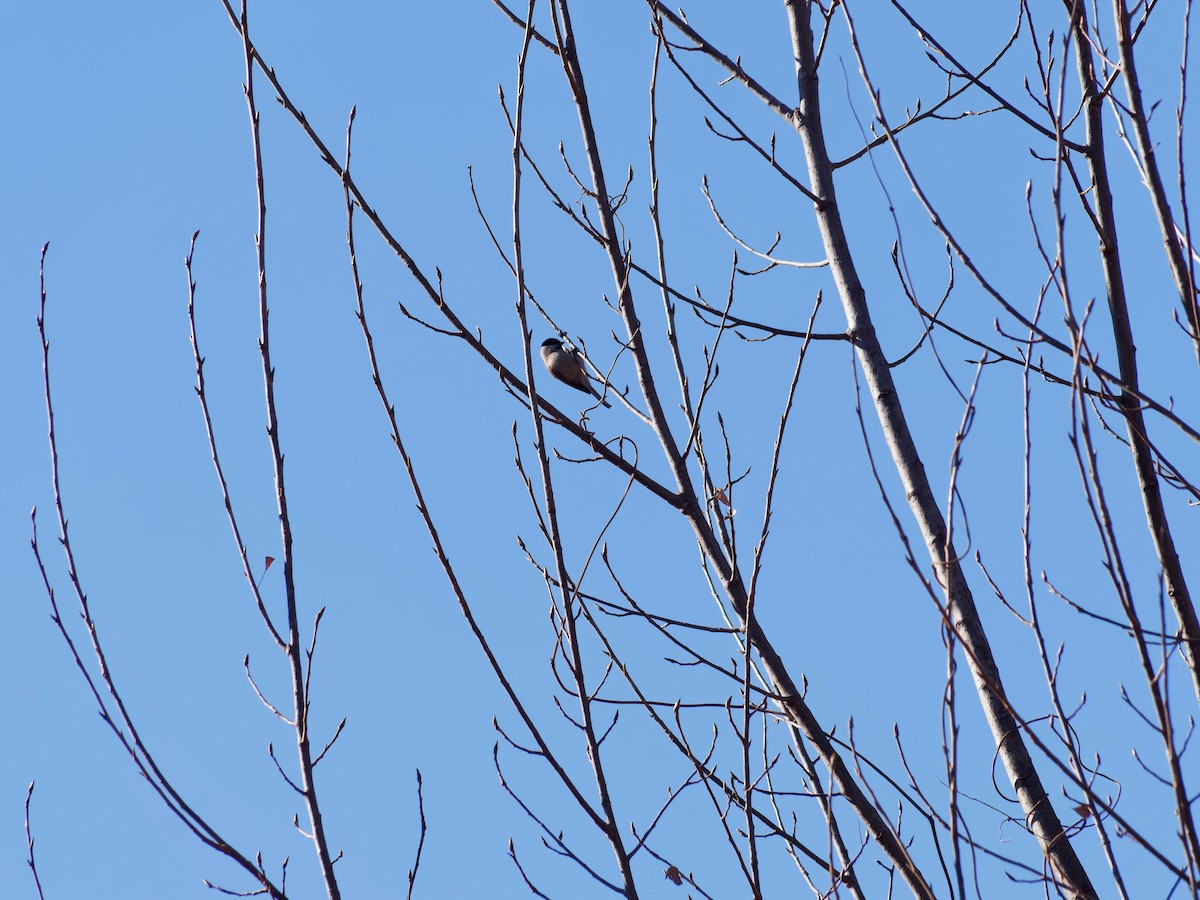 ハシブトガラ - ML647886428