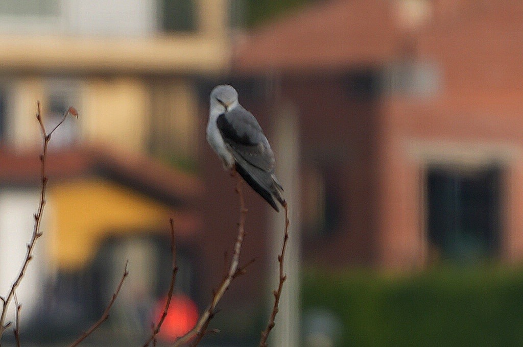 カタグロトビ - ML647886430