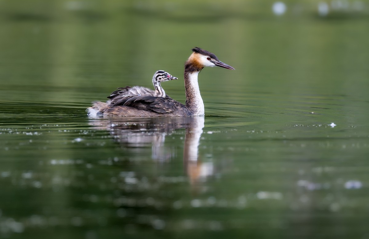 カンムリカイツブリ - ML647886431